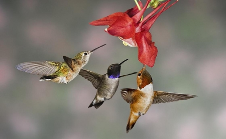 Hummingbirds. - bird, animal, flower, hummingbird