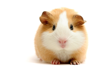 Guinea Pig