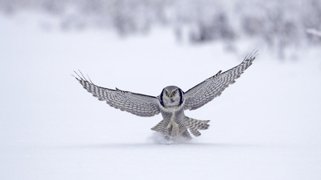 Perfect landing - nice, snow, animals, owl, cute wings, bird