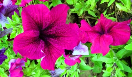 Petunia - beautiful, bright, pretty, petunia