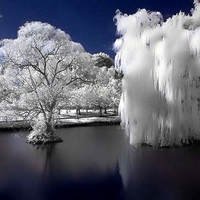 frozen willow