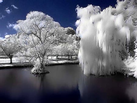 frozen willow - frozen, winter, nature, snow, frost, lake, willow