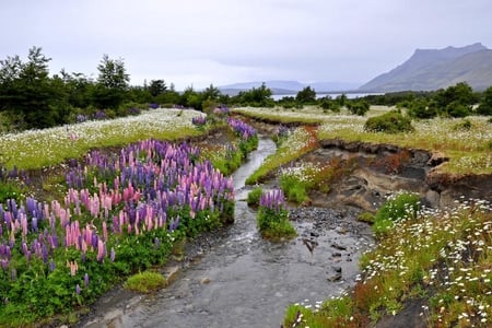 wild lupines - patagonia, nature, lupines, river, water, mountains, spring, wildflowers