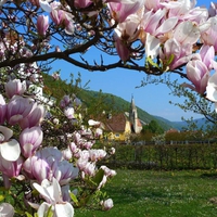 view through magnolia flowers