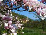 view through magnolia flowers