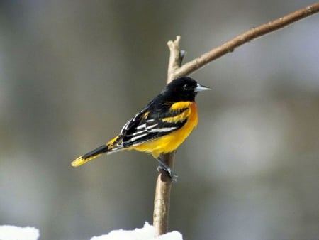 Oriole-Bird - oriole, bird, picture, beautiful