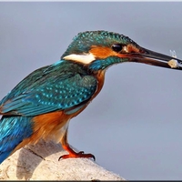 King Fisher