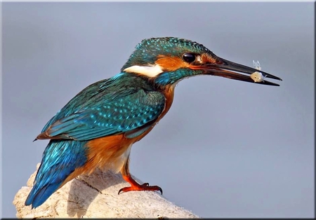 King Fisher - picture, bird, king fisher, beautiful