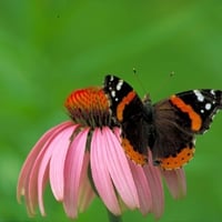 Butterfly on Flower