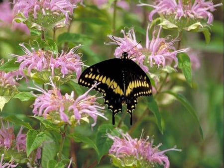 Black-Swallowtail - butterfly, black, swallowtail, picture, flowers