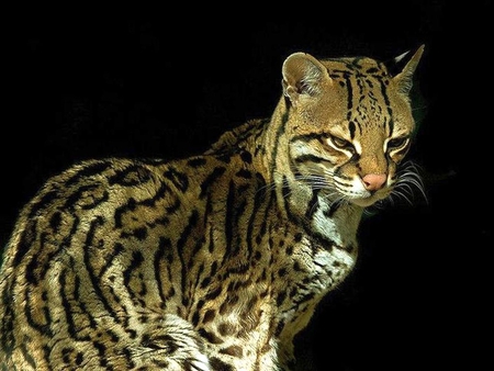 Ocelot-Cat - picture, ocelot, beautiful, cat