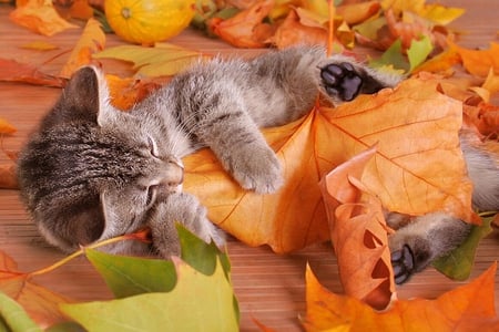 Cat in Leaves - picture, in leaves, cat, cool