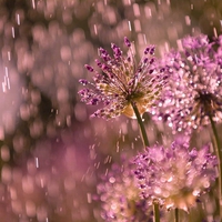 Flowers in the Rain