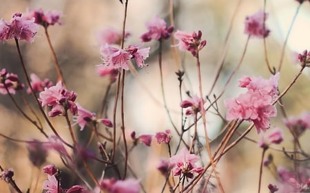 Flowers - bloom, flowers, twig, nature, blossom, petals, pink, tree