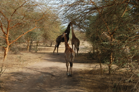 GIRAFES A BANDIA - girafes, senegal, bandia, eric berluteau