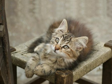 I'm Just Relaxing - eyes, fur, cat, chair