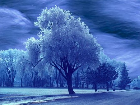 Trees covered with snow - clouds, covered, trees, winter, blue, snow, frozen, cold, day, sky