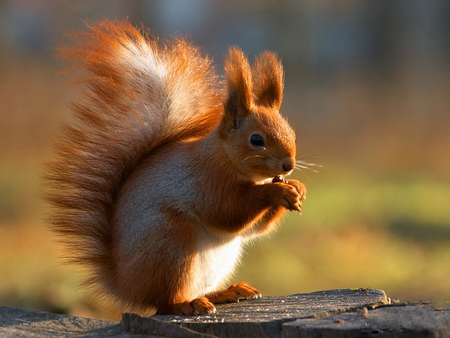 Squirrel - animal, eating, cute, adorable, sweet, tree, squirrel