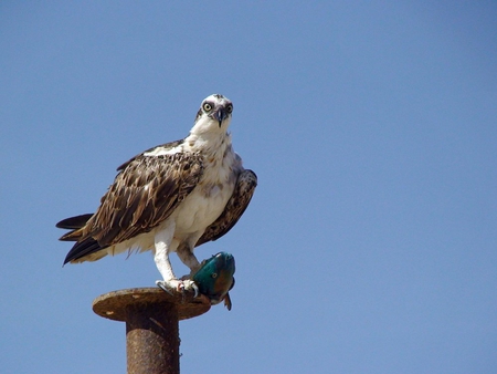 Bird of Prey - bird of prey, sky, eagle, feathers