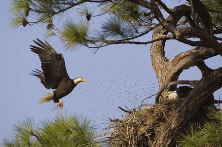 Bald Eagles Nesting - bird of prey, sky, eagle, feathers