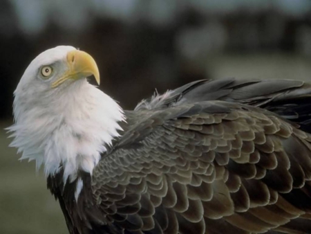 Bald Eagle - eagle, feathers, bird of prey, sky