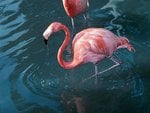 Pink Flamingo