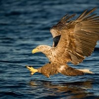 Golden Eagle Fishing