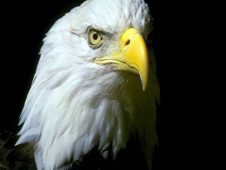 Bald Eagle - eagle, feathers, bird of prey, sky