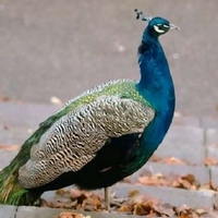 Male Peacock