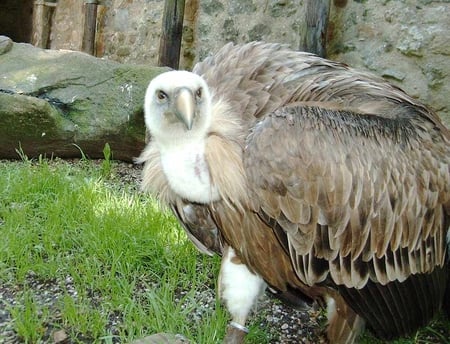 Vulture - scavenger, feathers, bird, vulture