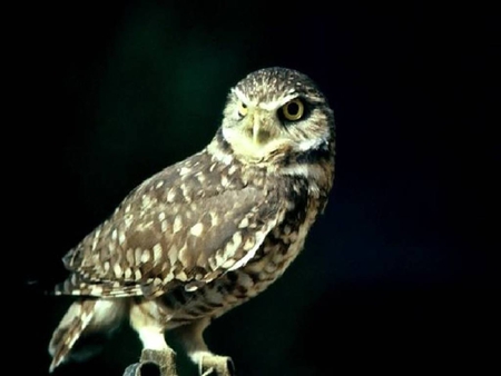 Owl - bird of prey, nocturnal, barn owl, owl