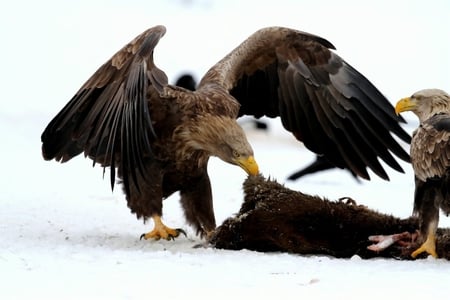 Eagles with a Carcass - bird of prey, eagle, feathers, carcass