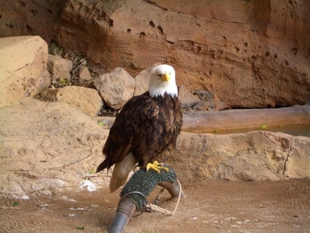 Captive Bald Eagle - bird of prey, sky, eagle, feathers