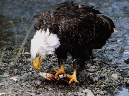 Bald Eagle Eating a Fish