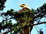 Bald Eagle in a Tree