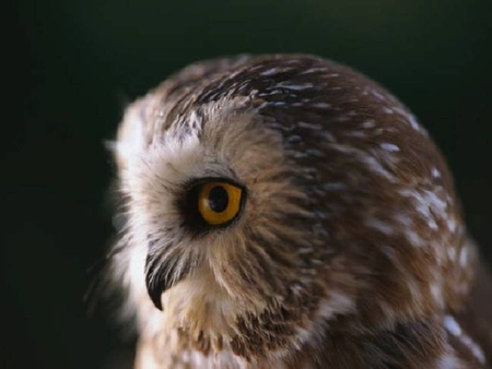 Owl - bird of prey, nocturnal, owl, feathers