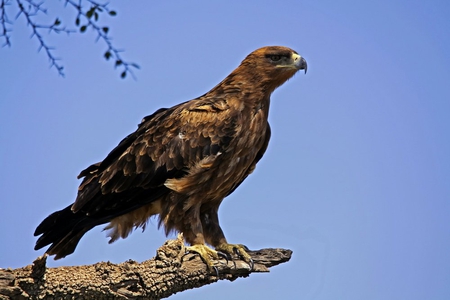 Young Bald Eagle - bird of prey, sky, eagle, feathers