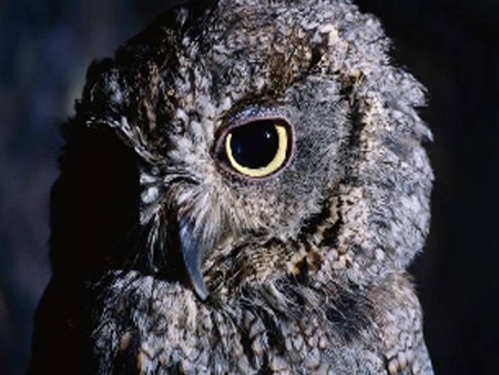 Owl - nocturnal, bird of prey, owl, feeds on mice