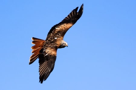 Red Tailed Hawk - feathers, bird of prey, hawk, sky