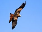 Red Tailed Hawk