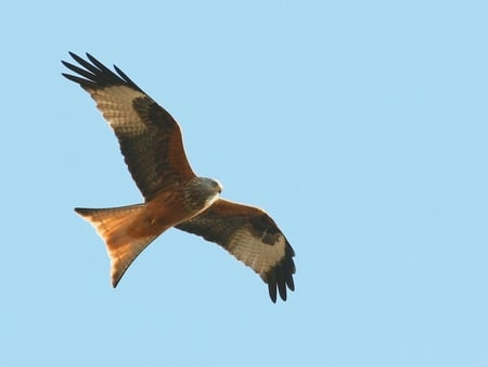 The Bald Eagle - bird of prey, sky, eagle, feathers