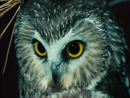 Owl - bird of prey, nocturnal, owl, mice