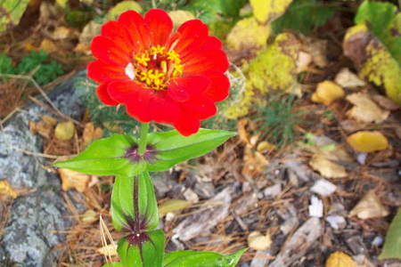 STANDING ALONE - alone, red, flower, pretty