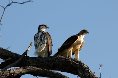 Young Bald Eagles - bird of prey, sky, eagle, feathers