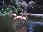 Pink Flamingos