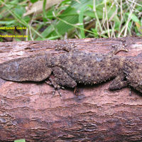 SOUTHERN GECKO