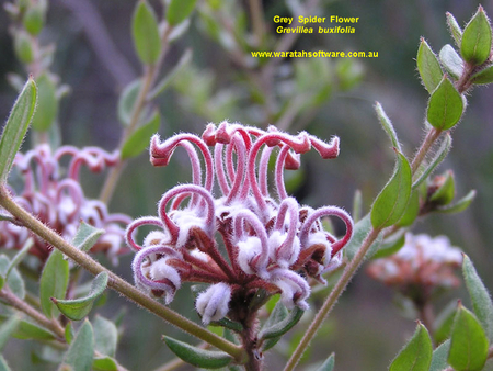 SPIDER FLOWER - leaves, flower, pink, pretty