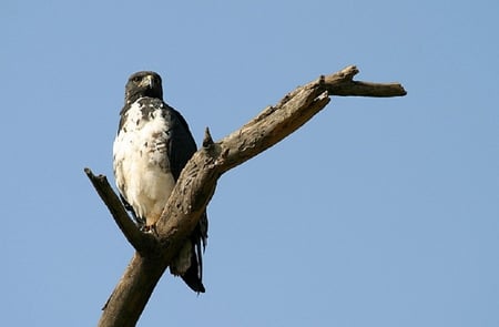 Young Bald Eagle - bird of prey, sky, eagle, feathers