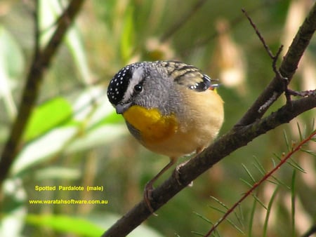 SPOTTED PARDALOTE - tiny, bird, cute, tree