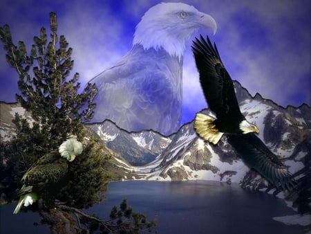 Bald Eagle Composition - bird of prey, sky, eagle, feathers